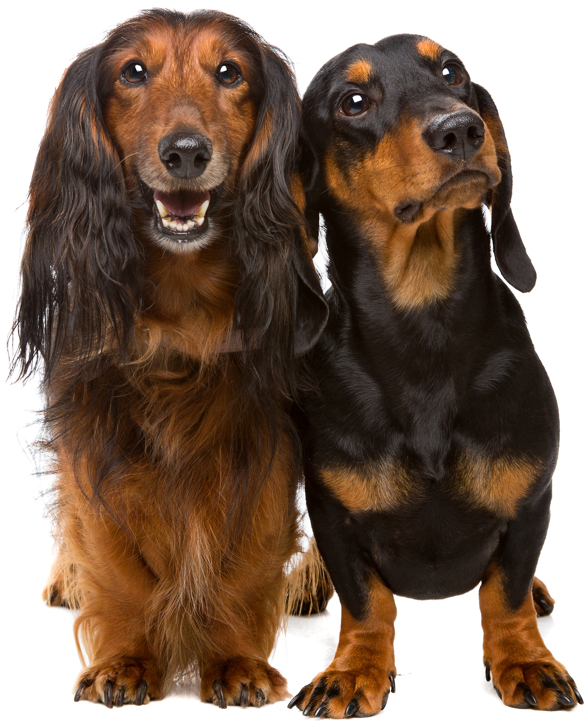 Two dachshund dogs