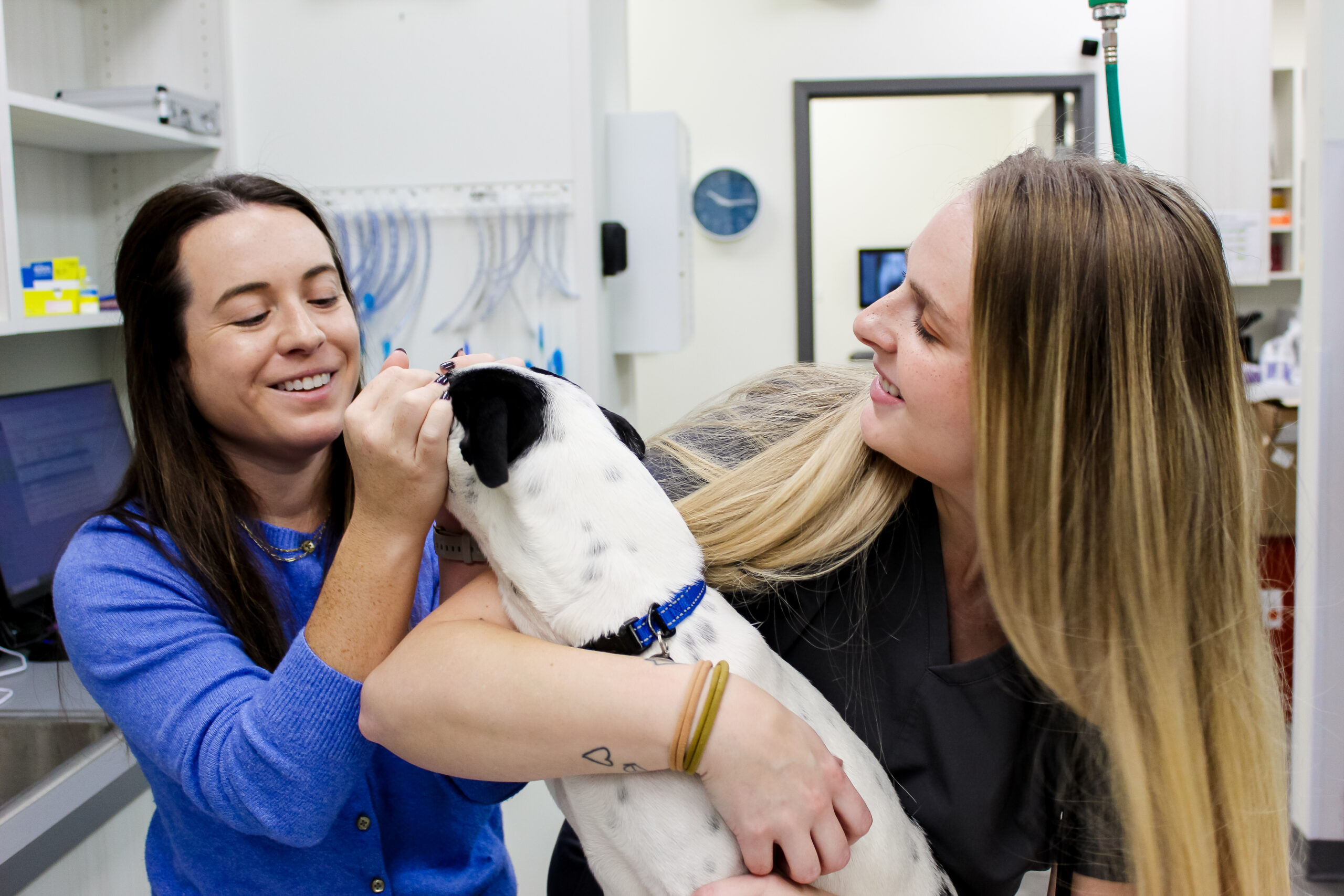 dog and cat laying together